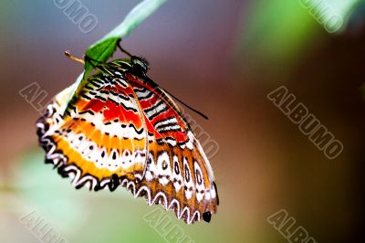 Tropical Rainforest Butterfly