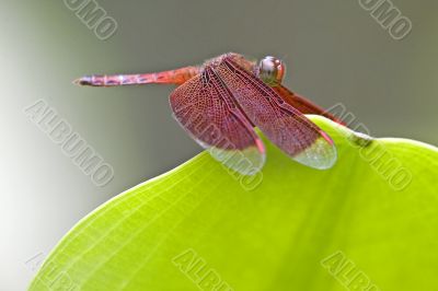 Tropical Rainforest Dragonfly
