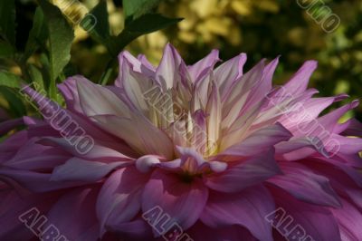 Close-up petals, pink Dahlia