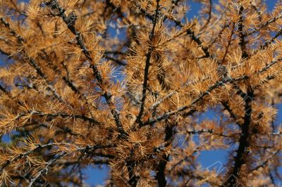 Detail, branches, Western larch