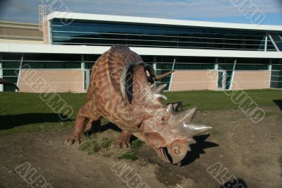 Pachyrhinosaurus