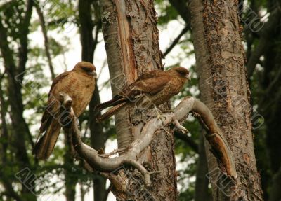 Chimango Caracara