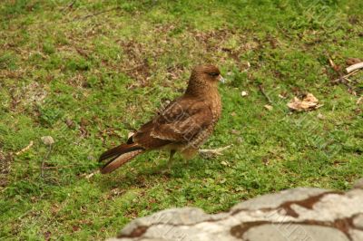 Chimango Caracara