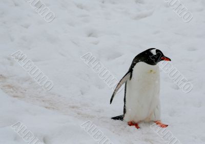 Gentoo penguin, light snow storm