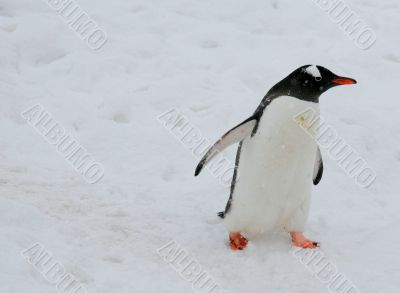 Gentoo penguin, light snow storm