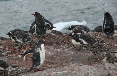 Gentoo penguin colony, nesting birds