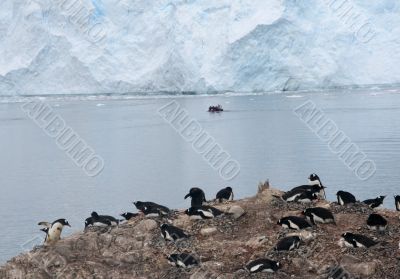 Gentoo penguin rookery