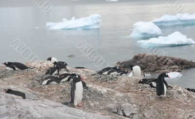 Gentoo penguin rookery