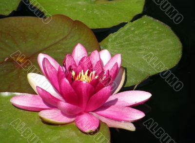 water lily
