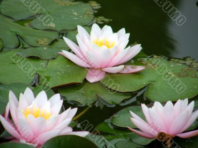 water lily