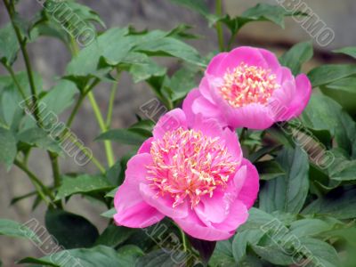 flowers. Peonies