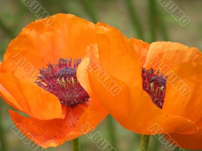 flowers of a poppy.