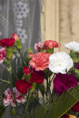 Carnations