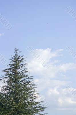Cypress sky