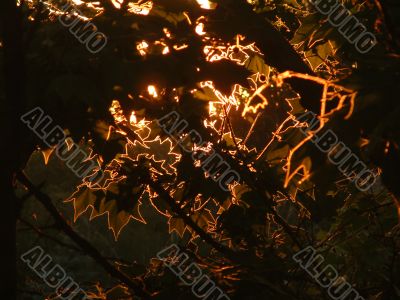  foliage of a maple