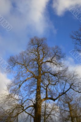 oak tree canopy in winter