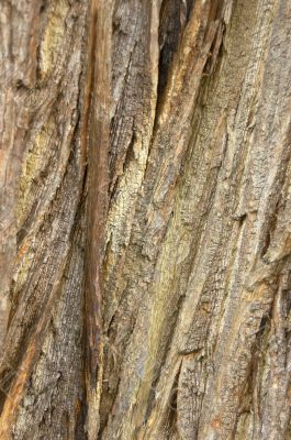tree bark