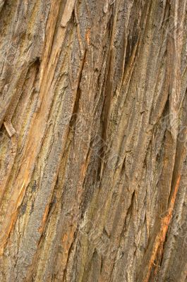 tree bark