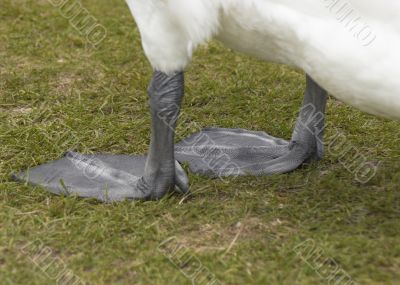 swan feet