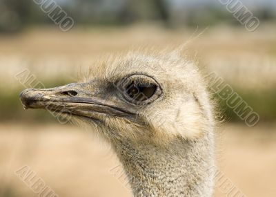 Ostrich Head