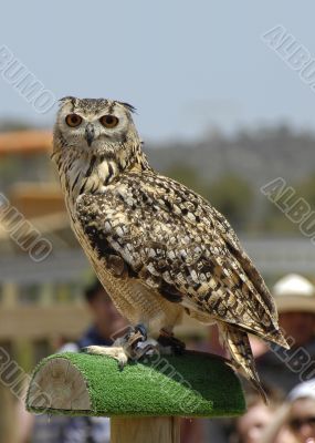 Owl