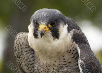 Falcon