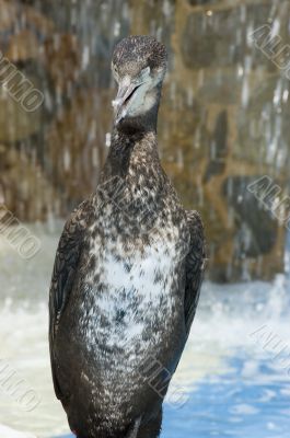 Cormorant