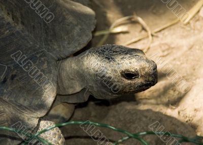 Tortoise