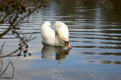 Mute swan