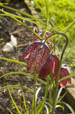 fritillaria