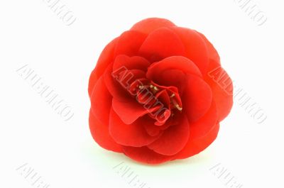 Red Camellia