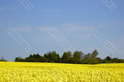Rapeseed field