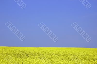 Rapeseed field