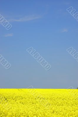 Rapeseed field