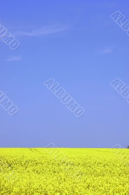 Rapeseed field