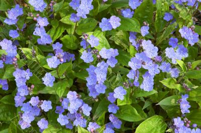 Omphalodes cappadocica