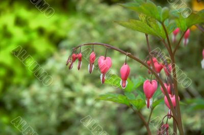 Bleeding heart