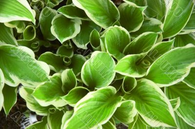 Hosta
