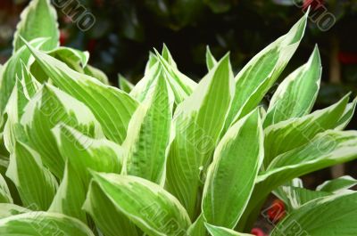 Hosta