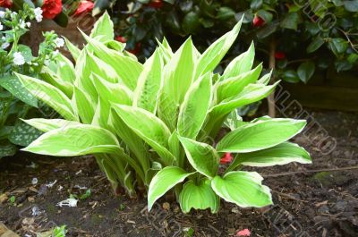 Hosta