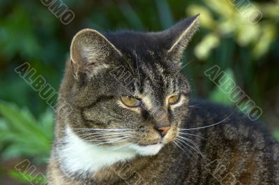 Portrait of an old cat