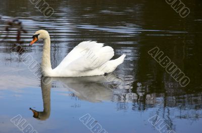 Mute swan