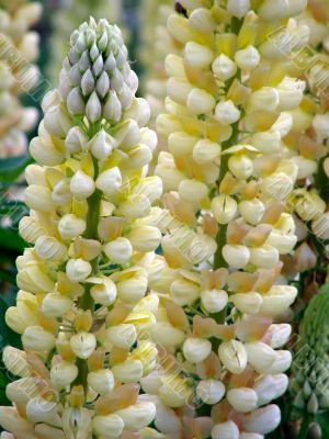 tropical flowers. tropical flowers.