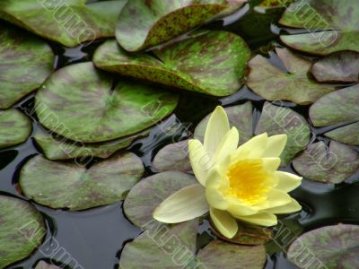water lily water lily