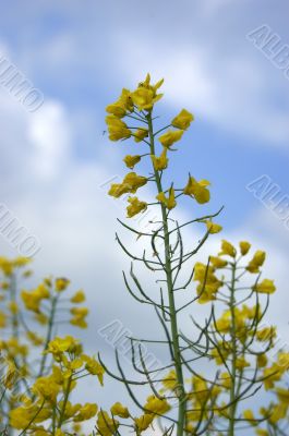 Rapeseed