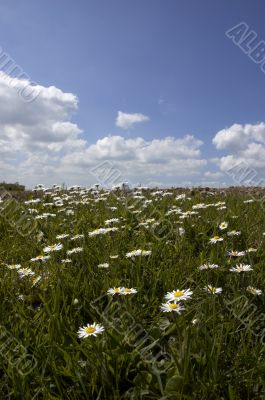 Daisies and Sky