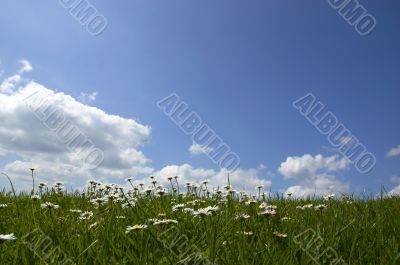 Daisies and Sky