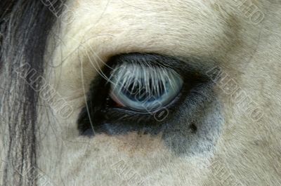 Horse eye