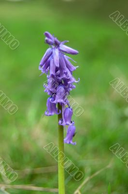 Bluebell