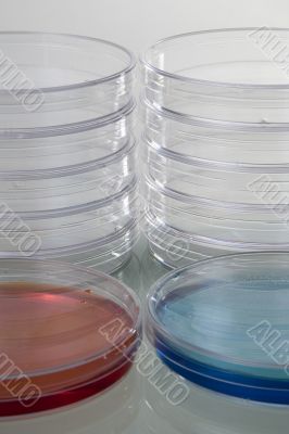 Petri dishes with chemicals